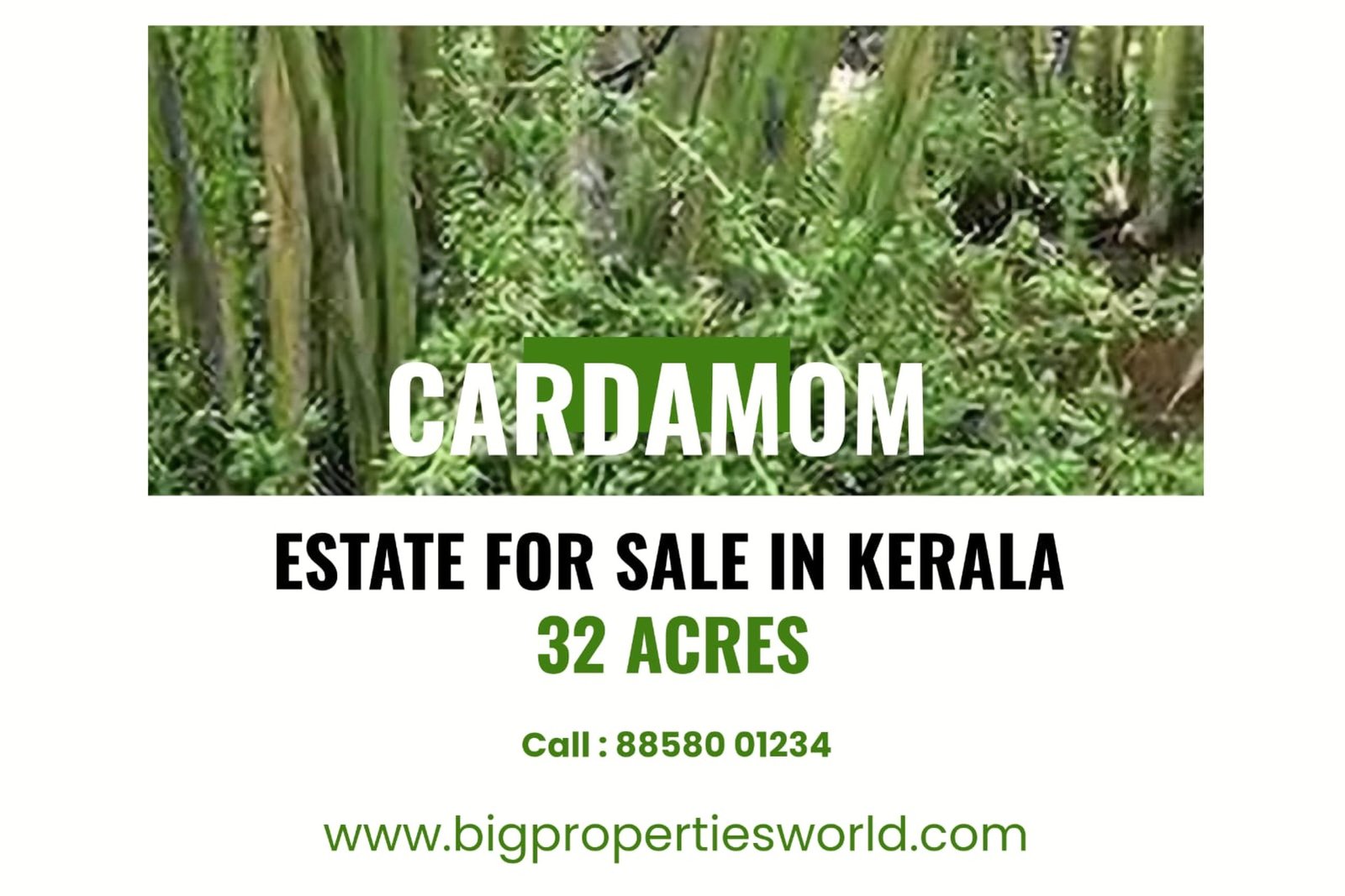 Cardamom Estate for Sale Idukki