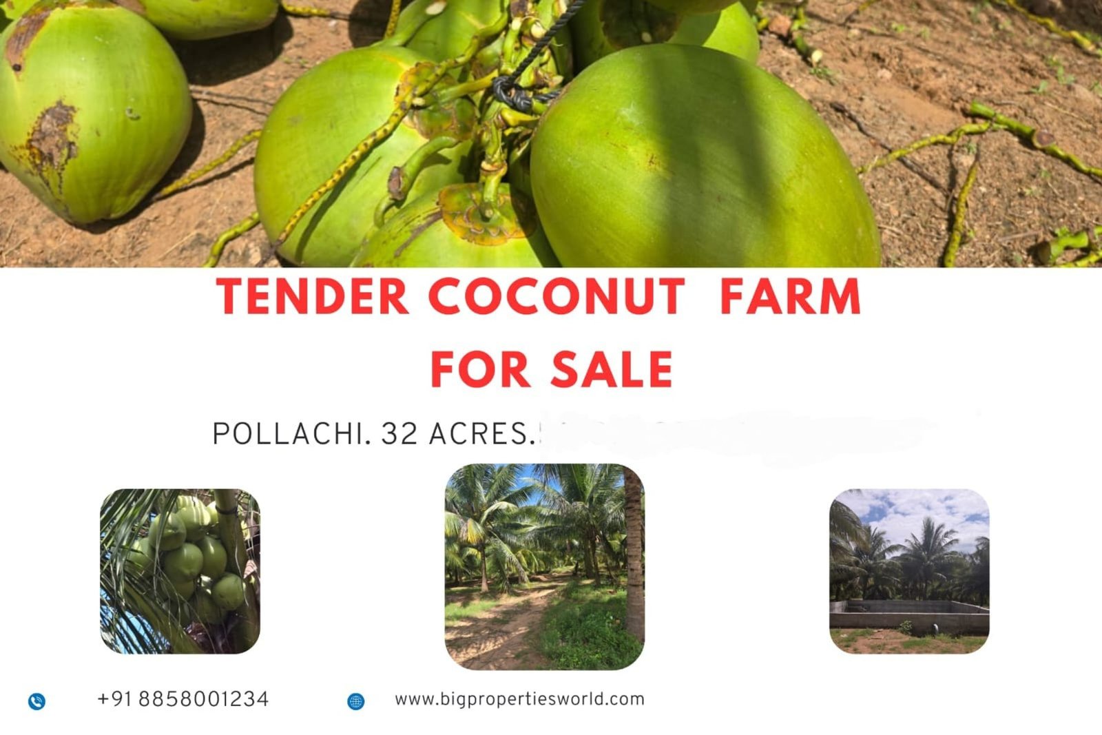 Coconut Farm For Sale Pollachi